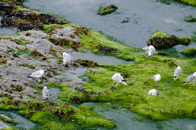 Seagulls, Charlestown