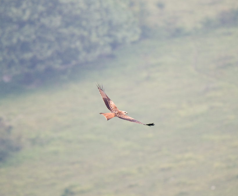 Red Kite, near High Wycombe