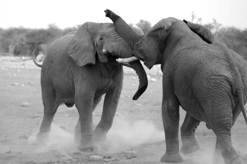 Elephants by a watering hole, Etosha. We watched these two play-fighting for about 20 minutes as ...