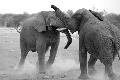 Elephants by a watering hole, Etosha. We watched these two play-fighting for about 20 minutes as ...