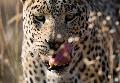 A final selection from  Namibia for wildlife lovers: a leopard in Okonjima