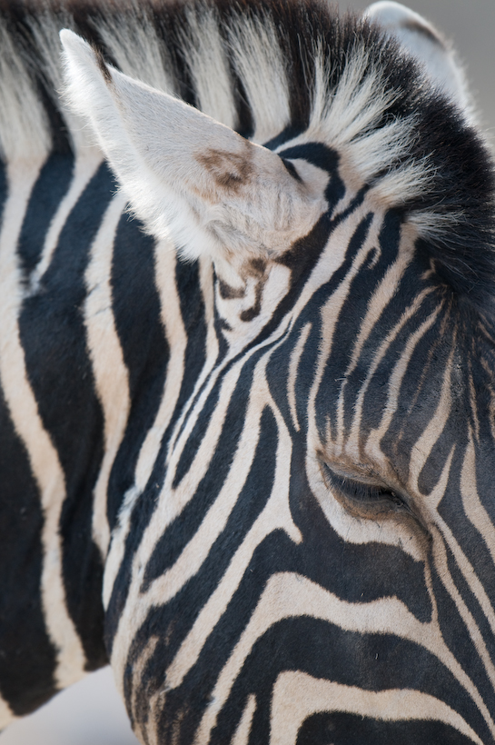 Zebra in Etosha, northern Namibia