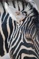 Zebra in Etosha, northern Namibia