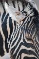 Zebra in Etosha, northern Namibia