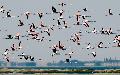 Flamingos, Walvis Bay, Namibia