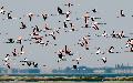 Flamingos, Walvis Bay, Namibia