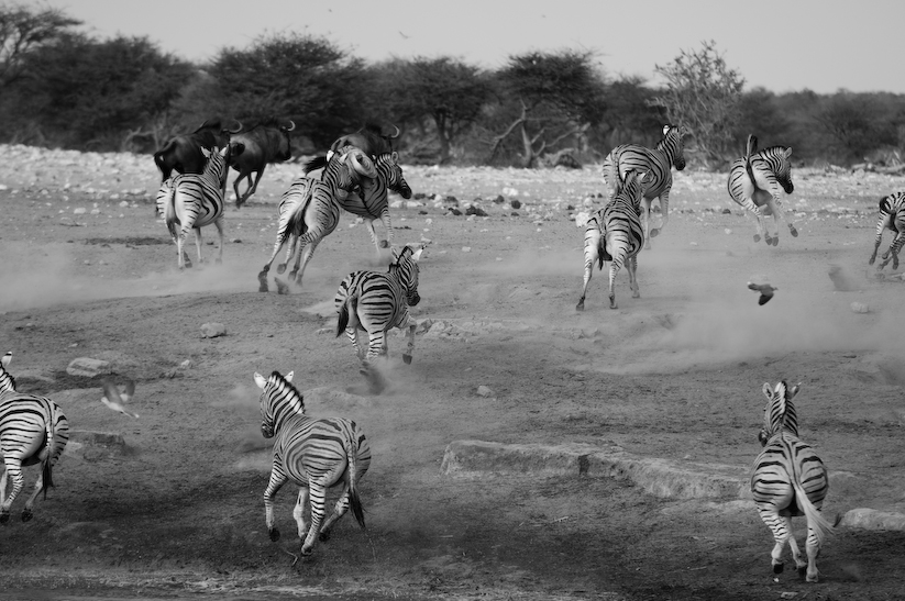 Again from the Namibia gallery, this photograph shows the skittish nature of zebra, unlike the mo...