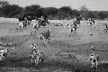 Again from the Namibia gallery, this photograph shows the skittish nature of zebra, unlike the mo...