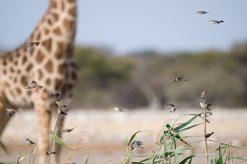 From Namibia, the giraffe makes a striking backdrop for the little birds