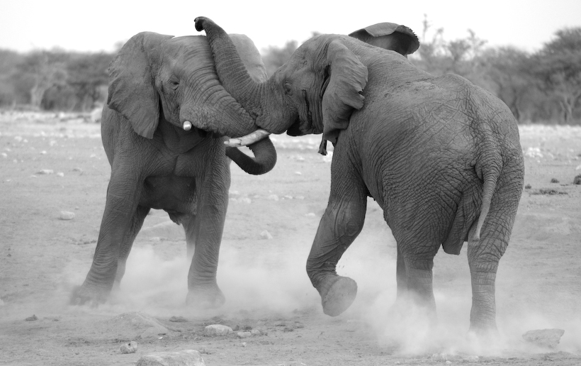 From Elephants, this is one of the series of two elephants fighting near a watering hole