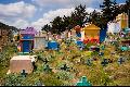 This Chichicastenango cemetery is an uplifting celebration, in contrast with the grey graveyards ...