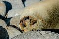 From Wildlife: a sunbathing sea lion in the Galapagos