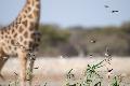 Widah birds (and a giraffe) at a water hole, Etosha, Namibia