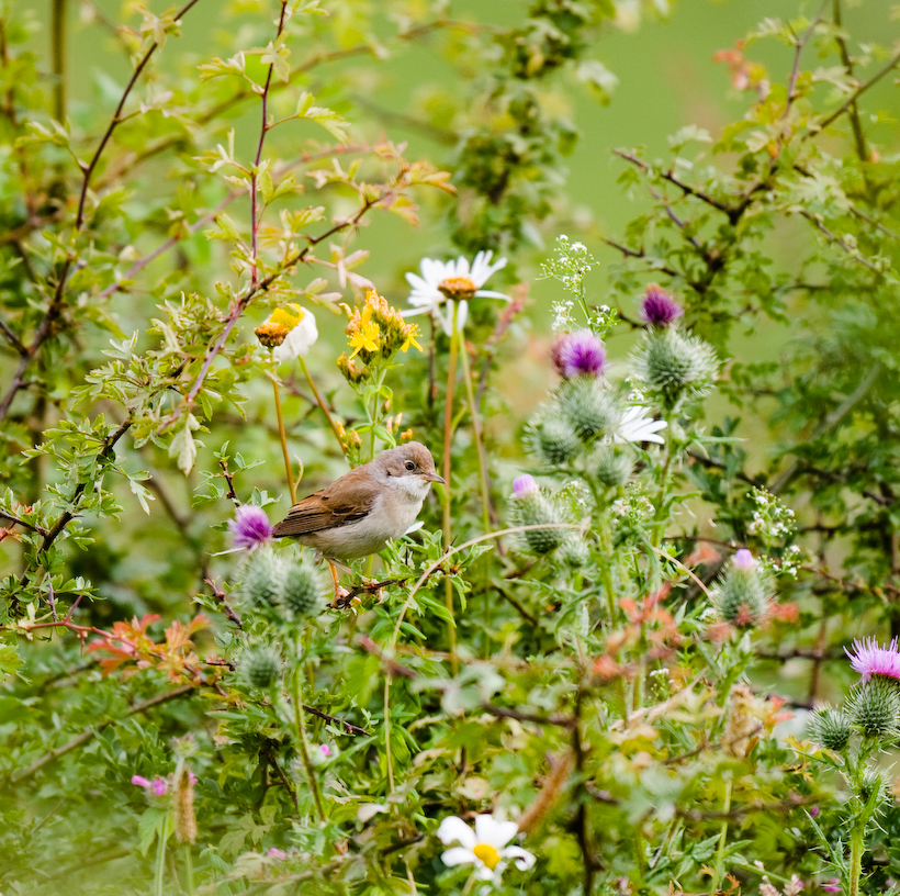 Wren, in an Oxfordshire meadow