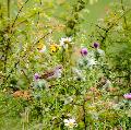 Wren, in an Oxfordshire meadow