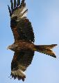 Red Kite, High Wycombe. We went to Cowleaze Wood around dawn and I borrowed a camera and lens. Th...