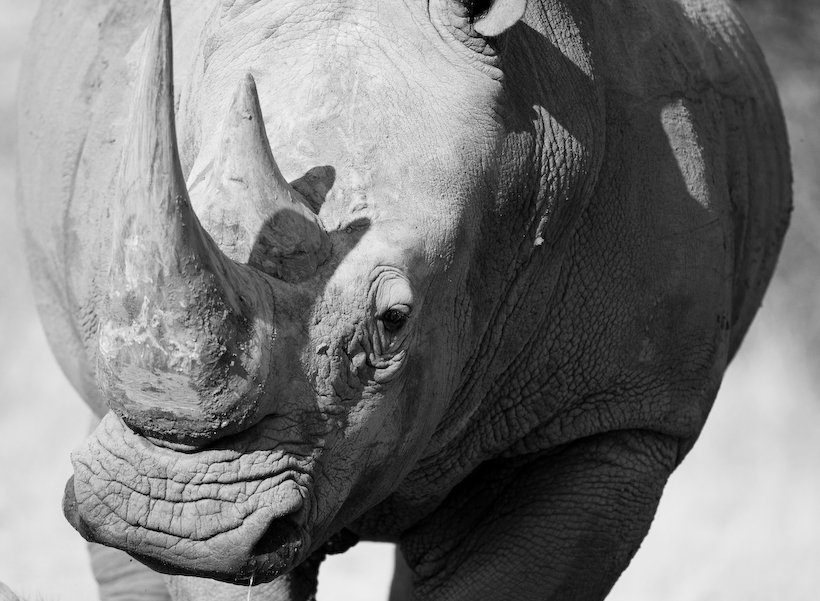 White Rhinocerous, Namibia