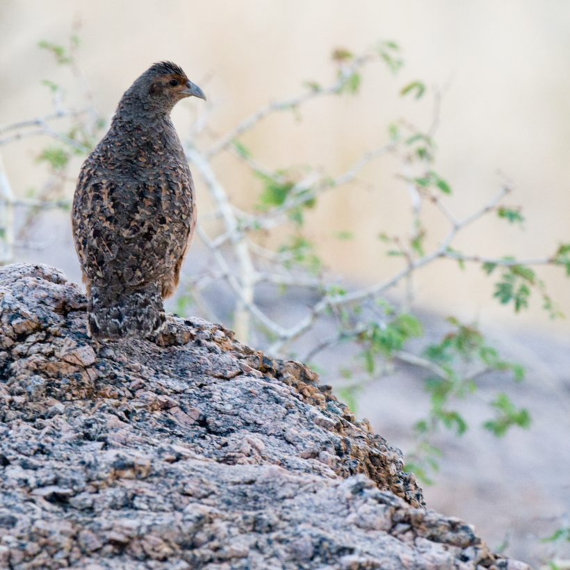 Female Hartlaub's Francolin Pternistes hartlaubi, near-endimic to central/Northern Namibia...