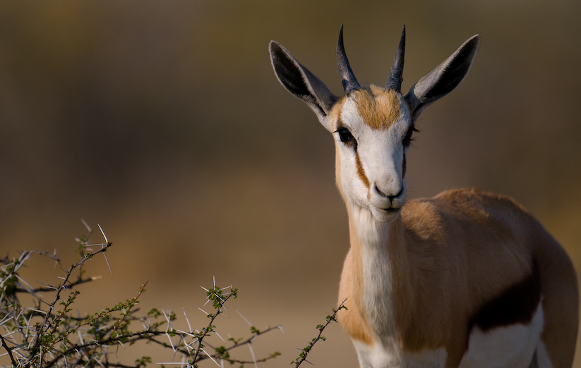 Young Springbok, Etosha, Namibia