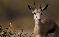 Young Springbok, Etosha, Namibia