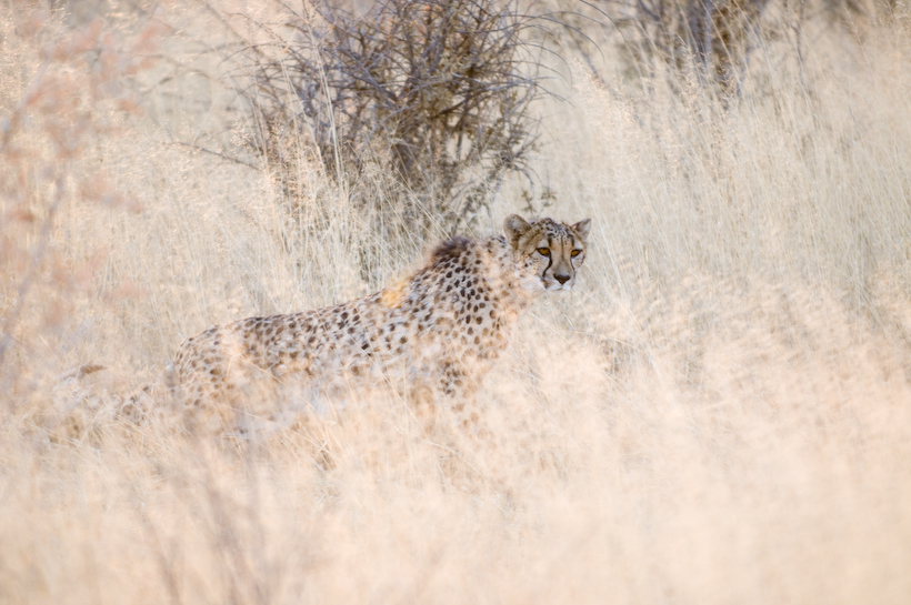 Cheetah, Okonjima, Namibia, photo by Hayley Spurling