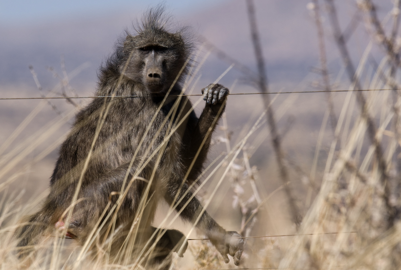 Chacma (Savannah) Baboon Papio ursinus from the Old World Monkey Family, among the largest...
