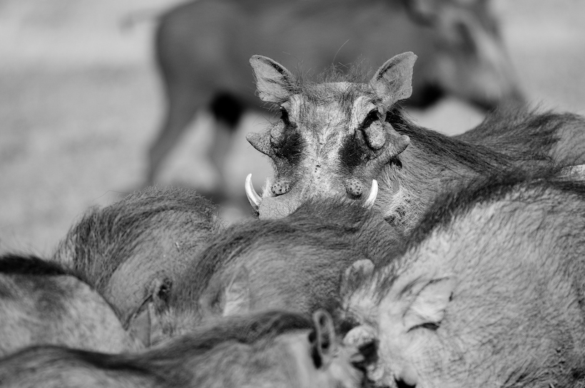 Warthogs, Namibia