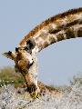 Giraffe, Etosha, Namibia