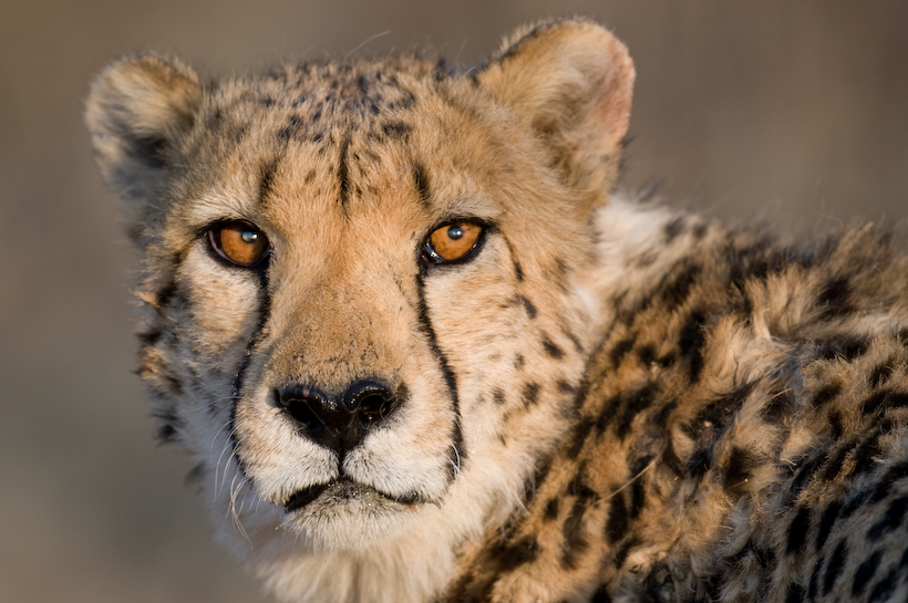 Cheetah, Okonjima, Namibia