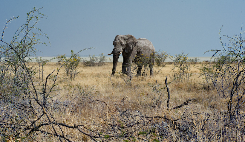 Elephant, Etosha, photo by Hayley Spurling