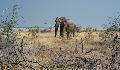 Elephant, Etosha, photo by Hayley Spurling