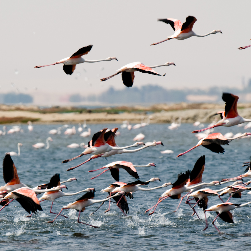 Flamingos, Walvis Bay, Namibia