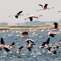 Flamingos, Walvis Bay, Namibia