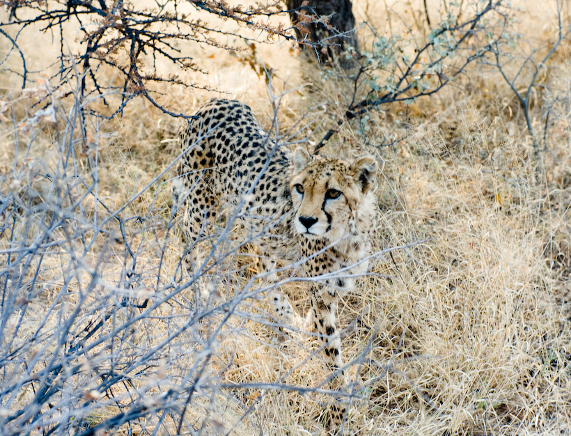 Cheetah, Okonjima