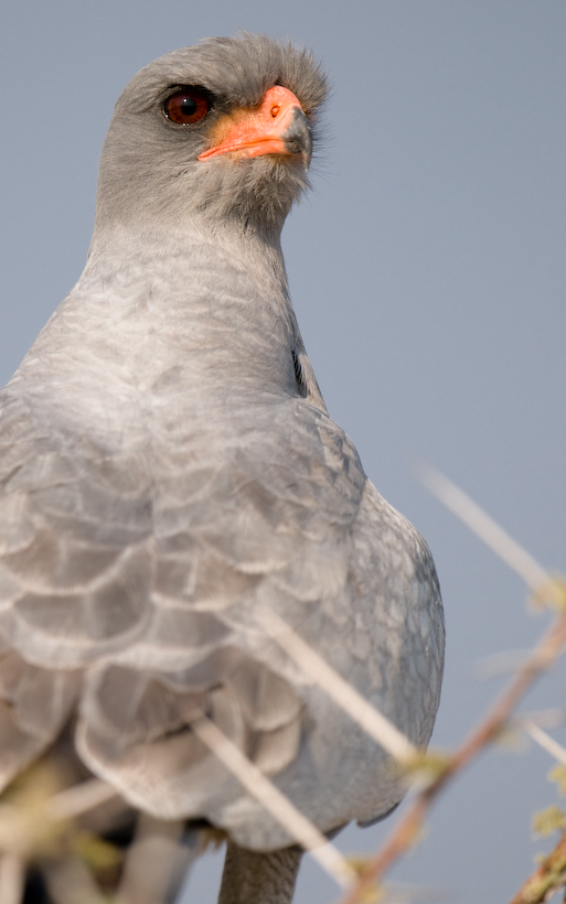 Pale Chanting Goshawk, Etosha, Namibia