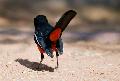 Crimson-Breasted Shrike Laniarius atrococcineus, Okonjima, Namiba