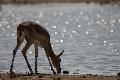 Springbok, Etosha, Namibia