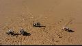 Guided tours in the dunes of Sandwich Harbour, Namibia