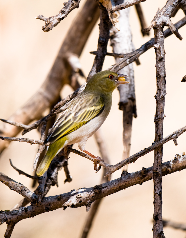 Female Southern Masked-Weaver Ploceus velatus, Okonjima, Namibia