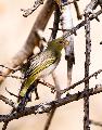 Female Southern Masked-Weaver Ploceus velatus, Okonjima, Namibia