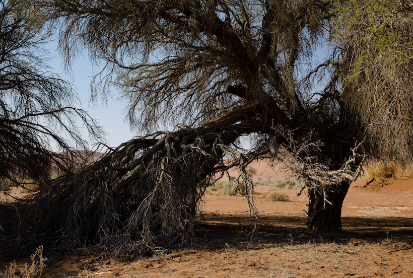 Sossusvlei, the green shrubs indicate the presence of an underground river in the desert