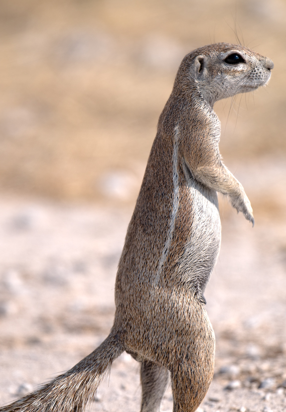 Ground Squirrel, Etosha, Namibia