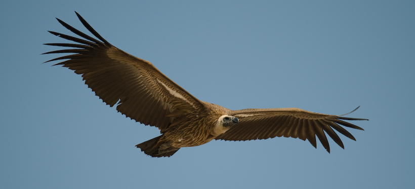 African White-backed Vulture Gyps africanus. This bird weighs around 5kg with a wingspan o...