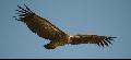 African White-backed Vulture Gyps africanus. This bird weighs around 5kg with a wingspan o...