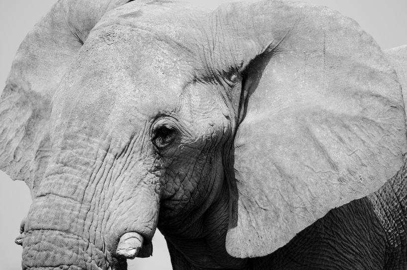 Elephant, Etosha