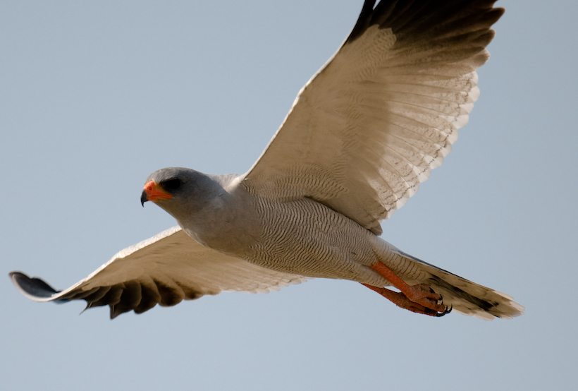 Pale Chanting Goshawk, Etosha, Namibia