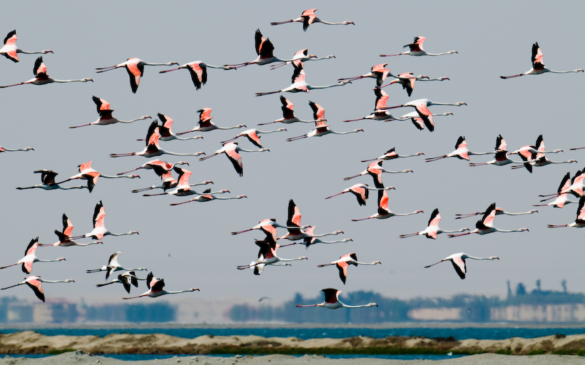 Flamingos, Walvis Bay, Namibia