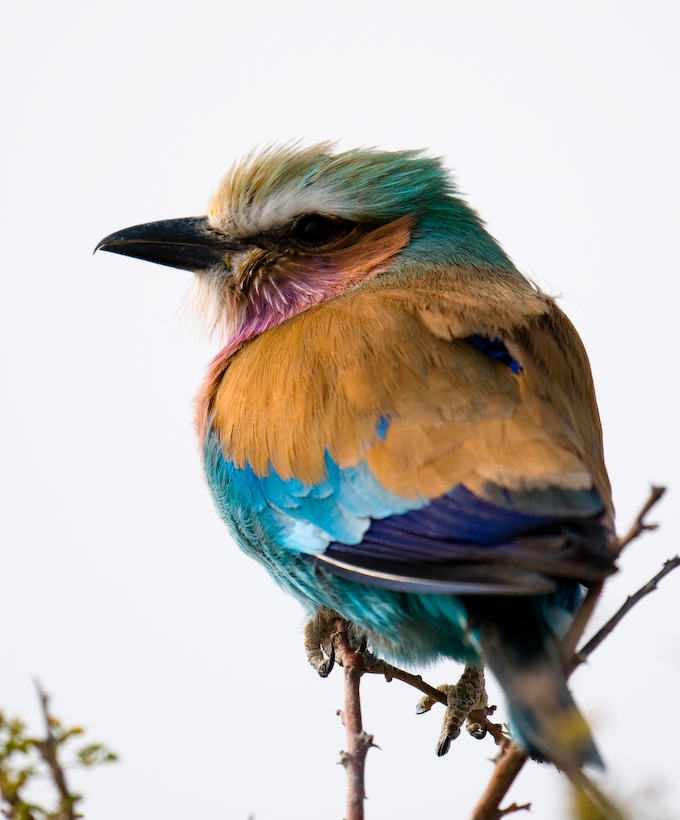 Lilac-breasted Roller Coracias caudatus