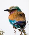 Lilac-breasted Roller Coracias caudatus