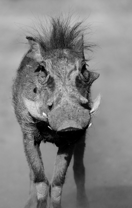 Warthog, Namibia